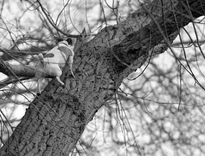 Tree climbing dog.jpg