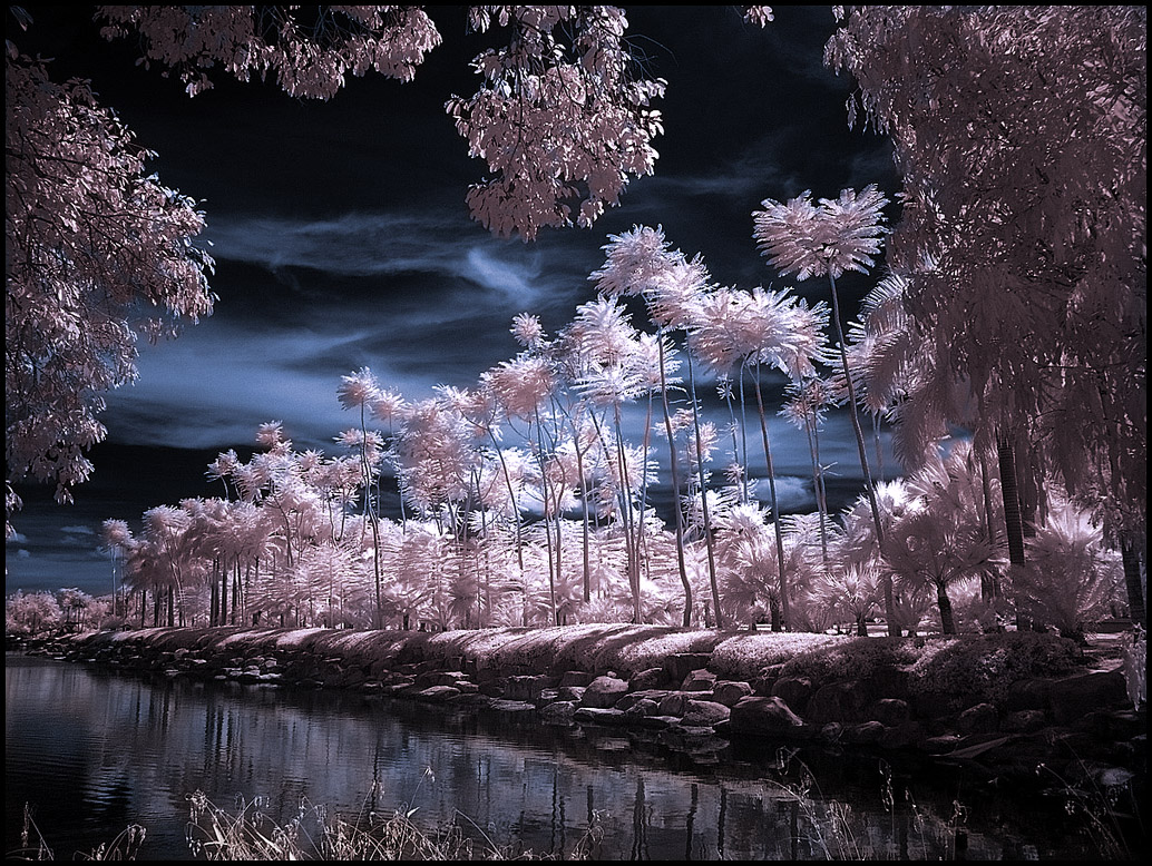 tropical-garden-infrared-photography1.jpg