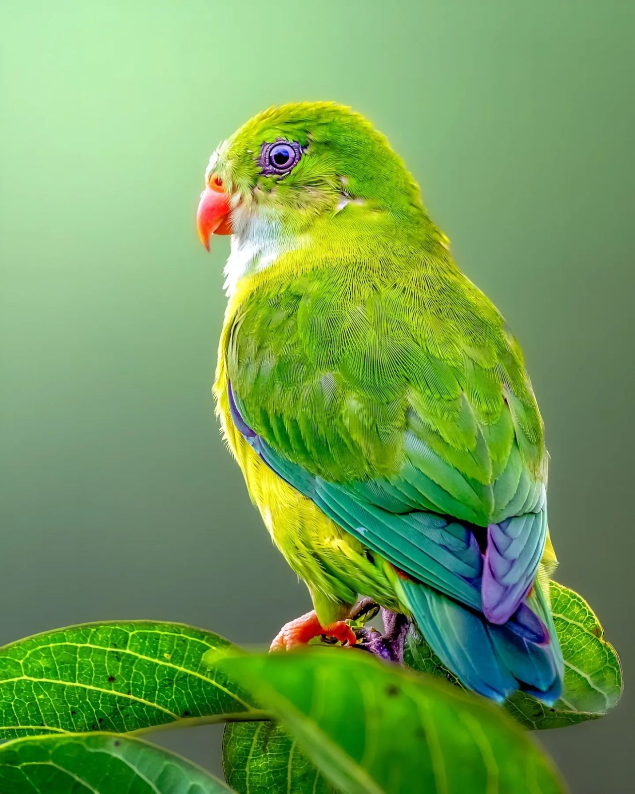 Vernal Hanging Parrot.jpg