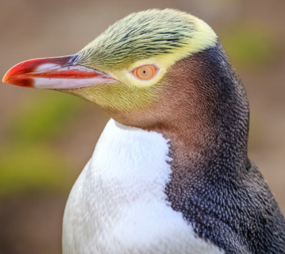 Yellow Eyed Penguin.jpg