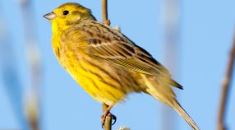 yellowhammer.JPG