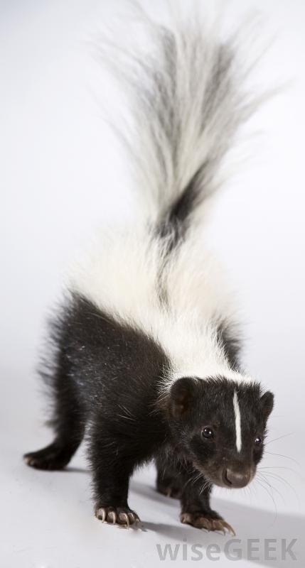 young-skunk.jpg