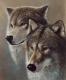 wolf_couple