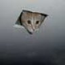 ceilingcat