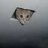 ceilingcat